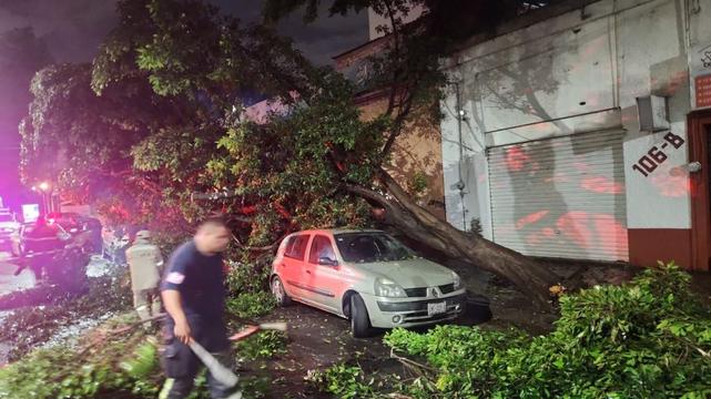 caida de un arbol