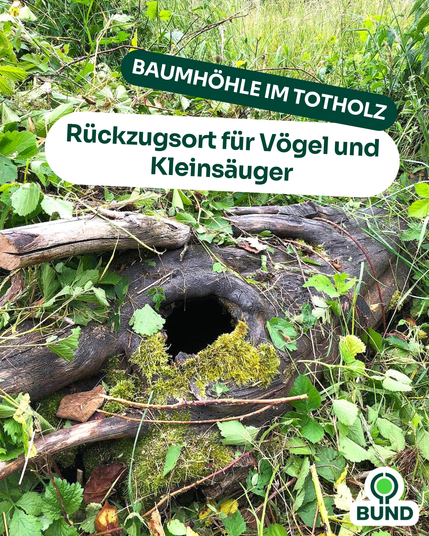 Eine Baumhöhle in einem Stück Totholz liegt umgeben von Gräsern und Blättern auf einer Wiese – ein wertvoller Rückzugsort für Vögel und Kleinsäuger.