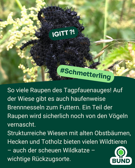 Eine dichte Ansammlung schwarzer Raupen des Tagpfauenauges sitzt auf einer Brennnessel. Ein Schild mit „IGITT?!“ spielt humorvoll auf mögliche Ekelgefühle an.