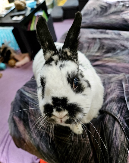Pretty bunny looks at camera with big whiskers