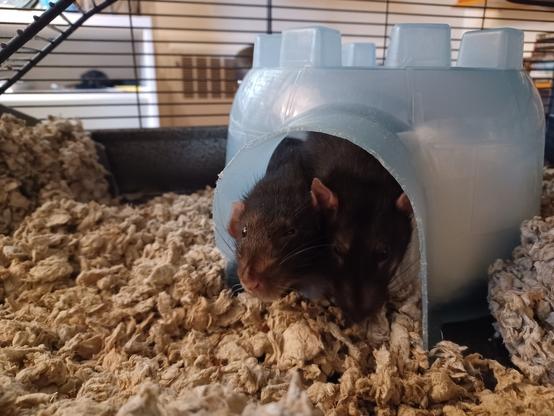 two cute pet rats peering out of a plastic hut, looking curious