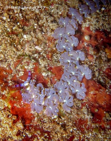 A light violet sea slug covered with frilly coils crawling over an ocean reef. Its sensory horns are seen at the left.