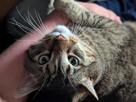 Waffles the three-legged, chonky, tabby cat, sitting on my lap with his right front paw clinging to my arm, looking up at me.