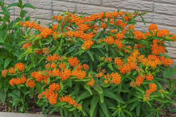 Photograph of a orange butterfly weed (Asclepias tuberosa) plant with multiple inflorescences and a faux brick wall in the background. The plant has long green leaves that spiral around a central stem. Each flower has five sepals and five orange petals that bend downward around the stem. Atop each flower is a structure called a corona that consists of five hood-like florets that contain curved hook-shaped structures called horns.