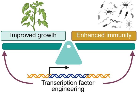 Diagram of a scale with a plant on the left side and the caption, "Improved growth." On the right side are stylized microbes and the caption, "Enhanced immunity." At the base of the scale is a strand of DNA with the caption "Transcription factor engineering."