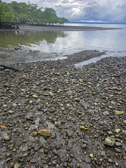 A tall view of storm clouds dramatically lit by a pop of sunlight and the otherwise still waters of Golfo Dulce-- To the upper left you can see a stand of water-tolerate trees (mangroves) & in the foreground is a very flat pebble beach. Osa Peninsula, Costa Rica. Photo by Peachfront.