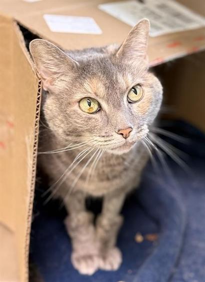 Ash, a tan and brown tabby senior cat at the MSPCA's boston adoption center sits in a cardboard box and looks up and off to the left of the camera. she has bright green eyes