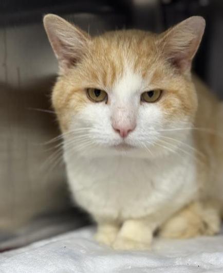 pudding, a senior cat at the mspca salem shelter. she's orange and striped on her top half with white on her chest and belly, as well as around her nose and neck. she's standing in the back of a metal kennel and looking at the camera