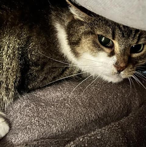 peas, a senior cat at nevins farm in methuen, hiding between a gray towel and a gray pillow. she's a black and brown tabby with white on her cheek and neck. she's looking off to the side of the camera