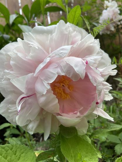 A large pale pink peony. The outer petals are open outward, and the inner petals are curving in slightly around the flower's center, looking like a little cave, a cool spot in the shade for something small enough to fit.
