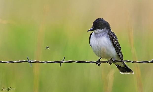 Small bird with white underside, dark back and head, and dark tail with white tip, perched on a strand of barbed wire and peering intently at a nearby flying insect