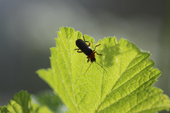 Spittlebug under a leaf that glows bright green from sunlight coming behind it. Sylkikuoriainen lehden alapuolella, auringonvalo hohtaa lehden läpi.