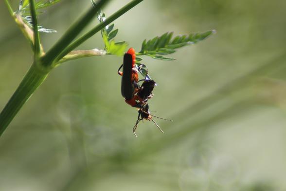 Spittlebug eating another, smaller spittlebug. Sylkikuoriainen roikkuu pää alaspäin koiranputkesta ja syö toista, pienempää kuoriaista.