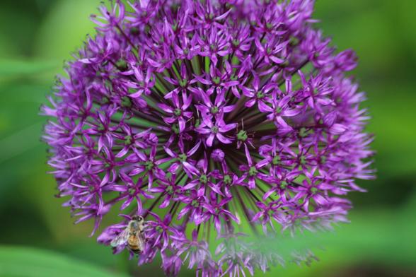 Bee on a violet, round giant allium flower. Violetissa jättilaukan kukassa mehiläinen.