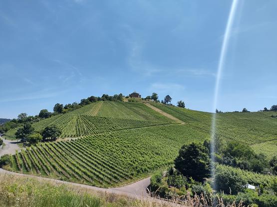 Das erste Bild zeigt eine weitläufige, terrassierte Weinberglandschaft unter einem klaren blauen Himmel. Die Weinberge sind in ordentlichen Reihen gepflanzt und erstrecken sich über sanfte Hügel. Im Hintergrund ist ein Gebäude auf einem Hügel zu sehen, die Grabkapelle auf dem Württemberg, umgeben von Bäumen.