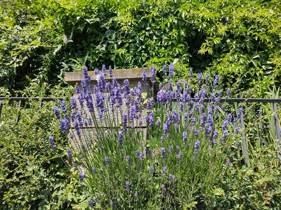 Das zweite Bild zeigt eine blühende Lavendelpflanze im Vordergrund. Die Lavendelbüsche sind in voller Blüte und zeigen eine lebendige violette Farbe. Auf den Blüten sitzen einige Schmetterlinge. Dahinter befindet sich ein dichter, grüner Busch, der als Hintergrund dient.