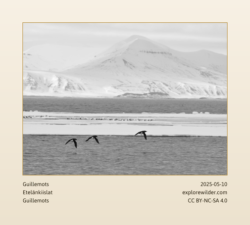 Three Guillemots flying above the sea. Mountains in the background.