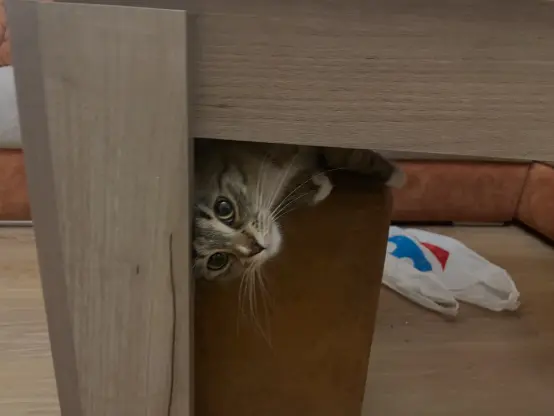 Nova flopped on a seat under a coffee table, with only her head partially poking out, she's looking forward at the camera