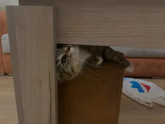 Now she's looking up and sniffing the table