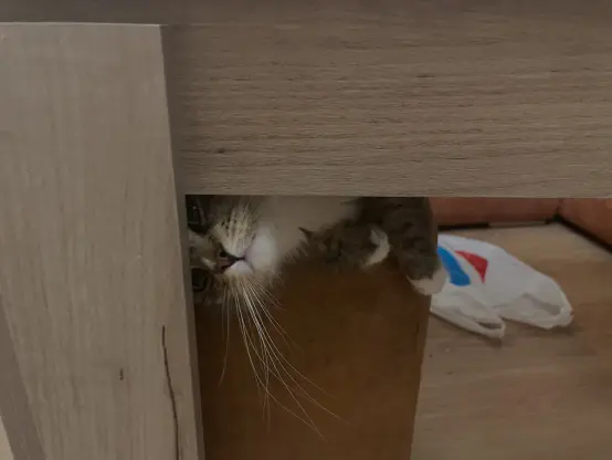 Now she's looking forward again, but with her eyes partially obscured by the table leg