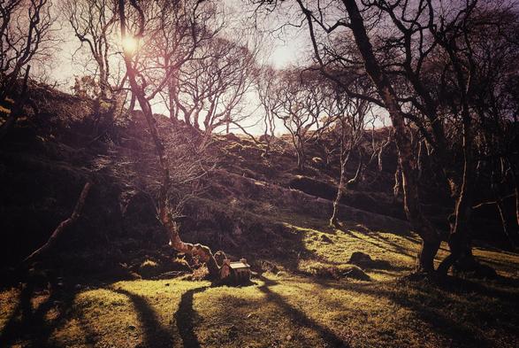 A sun-drenched woodland scene with numerous gnarled, bare trees stretching up a grassy hill. Long shadows from the trees are cast across the foreground, which is lit by a bright sunburst visible through the branches in the upper left. At the foot of a central tree is a small fairy house carved from a section of tree trunk. The overall mood is mysterious and serene, with warm tones from the sunlight.
