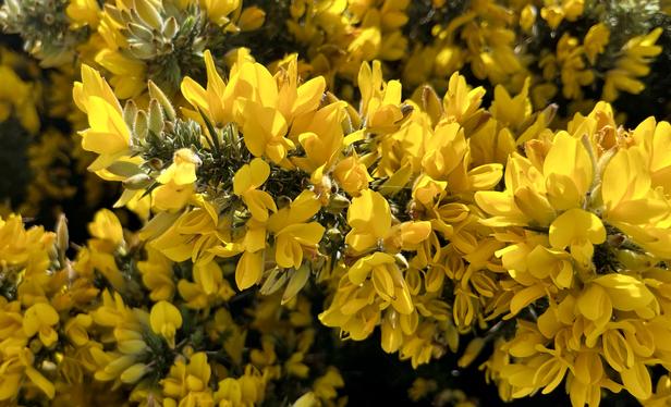 Close up of densely packed gorse blooms.