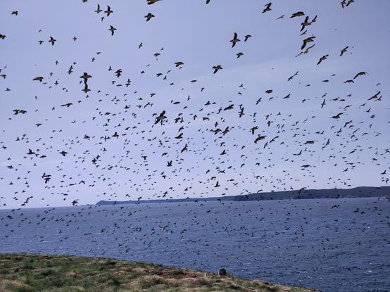 Atlantic puffins flying in a large group over an island shoreline