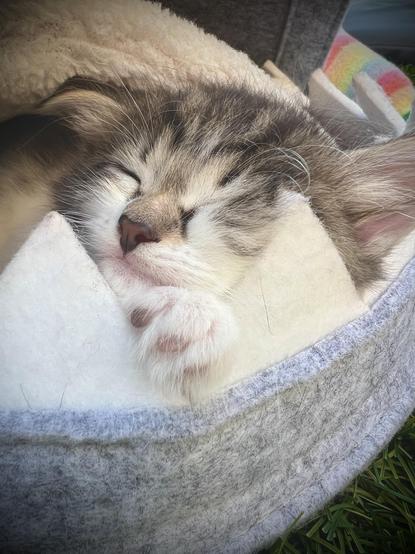 Close up view of a kitten snuggled in a basket; wee face with eyes closed and one big paw gripping the basket’s edge are pretty much all that’s visible. Basket is grey and white and so is the fluffy kitten! There is a small triangle of grass in the foreground and some rainbow blankets in the background. What you can’t see is the purring!