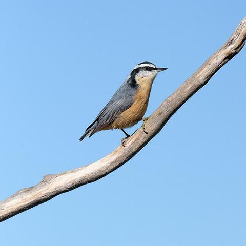 The head of the bird is one third from the top and  ne third from the right.
It is sitting on a branchthat goes from left bottom to right top.
There is a blue sky background.