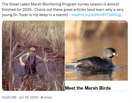 A screen capture with text: The Great Lakes Marsh Monitoring Program survey season is almost finished for 2025. Check out these great articles (and learn why a very young Dr. Tozer is hip deep in a marsh). Includes a photo of Doug Tozer and a photo of a Pied-billed Grebe.