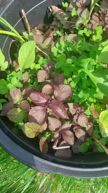Shiso (perilla) I planted some years ago, that self-sows everywhere