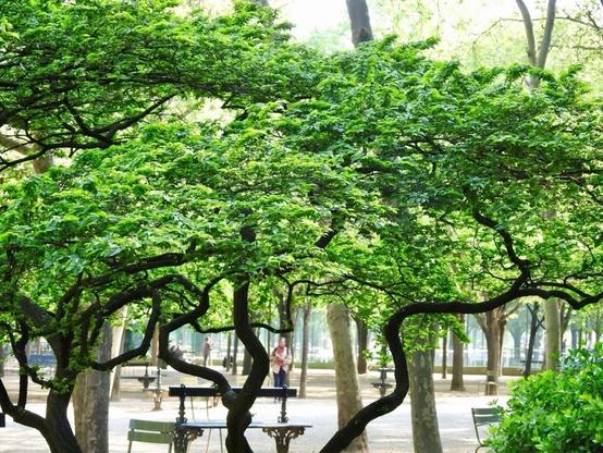 Trees on Paris