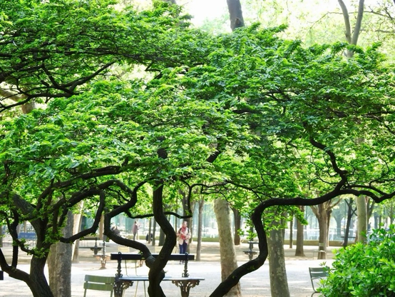 Trees in Paris