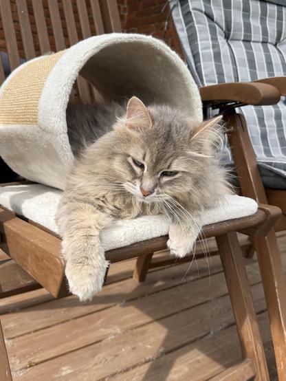 Closeup of a grey Siberian cat lying in a scratching tunnel located on a deck chair. His upper body is sticking out from the tunnel and is resting on the platform below the tunnel. His front paws are hanging out over the edge of the platform. He is quite fluffy, and his long white whiskers are very prominent.