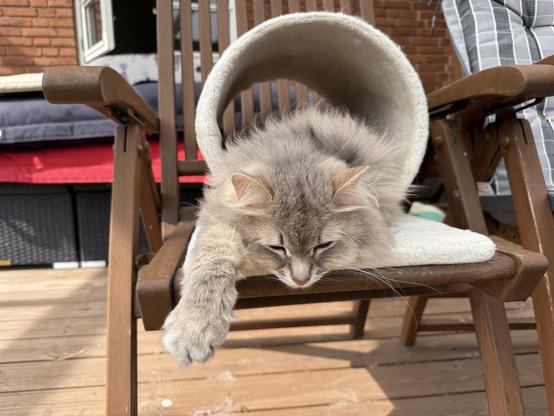 Closeup of a grey Siberian cat lying in a scratching tunnel located on a deck chair. His upper body is sticking out from the tunnel and is resting on the platform below the tunnel. His right front paw and his head is hanging out over the edge of the platform. He is quite fluffy, and his long white whiskers are very prominent.