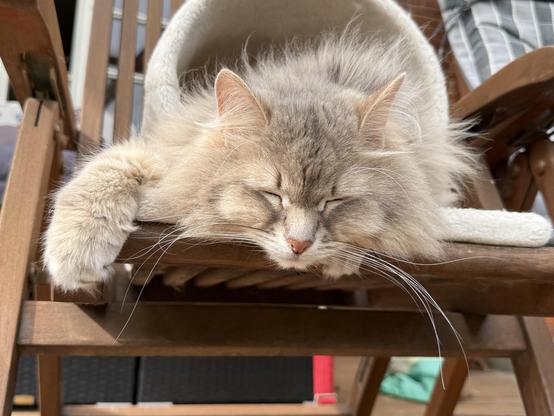 Closeup of a grey Siberian cat lying in a scratching tunnel located on a deck chair. His upper body is sticking out from the tunnel and is resting on the platform below the tunnel. His right front paw and his head is hanging out over the edge of the platform. His eyes are closed, and he looks very relaxed. He is quite fluffy, and his long white whiskers are very prominent.