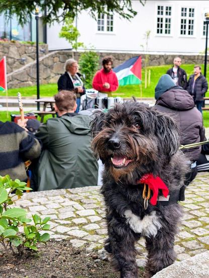 Black dog with a white underbelly and a dark brown snout. The dog is standing in front of a small crowd of people sitting and listening to a speaker. Behind them all is a Palestinian flag waving in the wind.