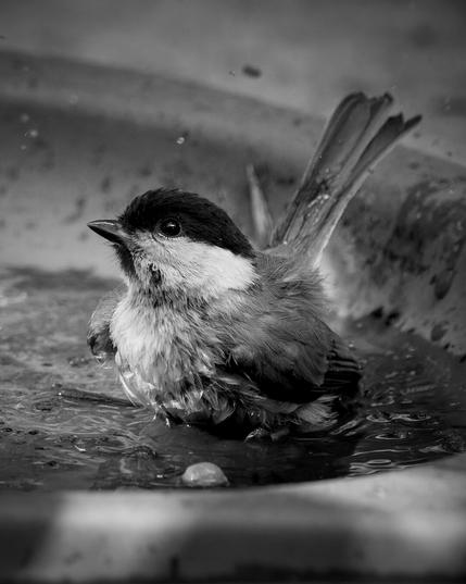 A black-and-white close-up photo of a small bird, likely a marsh tit or willow tit, bathing in a shallow dish of water. The bird's feathers are fluffed and wet, and droplets splash around it, capturing a sense of motion. The image conveys a tender, candid moment in nature.