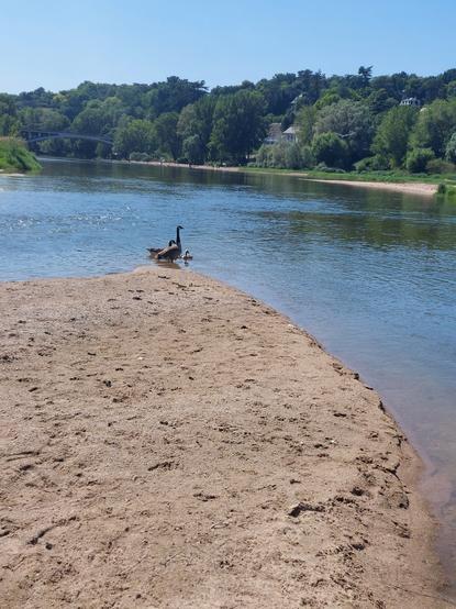 Paysage de Loire et son fleuve, un banc de sable en pointe et une petite famille d' oiseaux qui  se baigne paisiblement