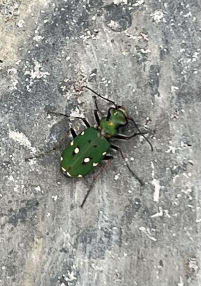 A green beetle with white spots on its back.  Resting on a granite slab