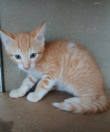chaton roux très apeuré