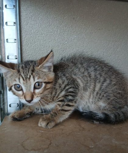 chaton tigré très apeuré