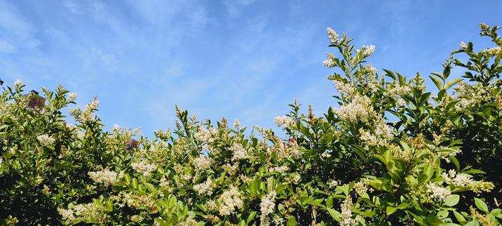 Onderste helft van de foto is een groene heg met wit bloeiende bloemtrosjes in de zon, erboven een blauwe lucht met hele dunne witte wolkenflarden.