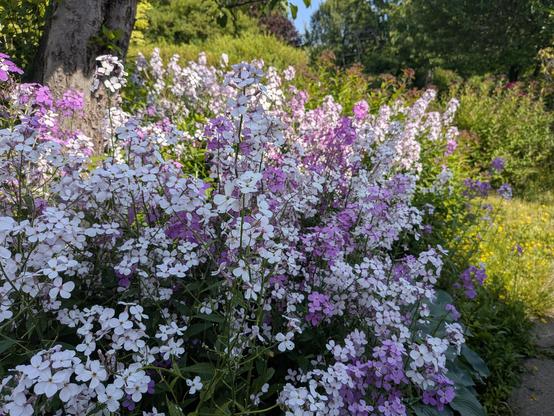 A flush of 4 petalled white and purple flowers completely filling in this garden area under our apple tree
