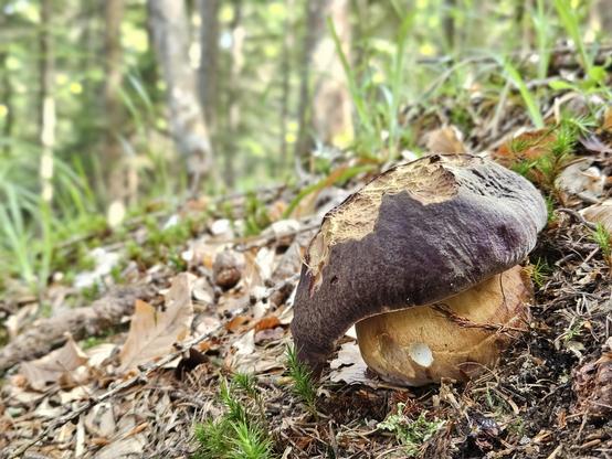 Porcino pinophilus (pinicola) in habitat