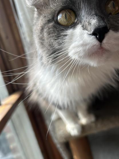 A closeup of a grey and white floofy kitty sticking her nose towards the camera. Her face is off center, and half of it is basically out of the frame. Her nose is almost black and her whiskers come out of puffy furry white cheeks. Her whiskers, super long and curving in every direction, take up most of the frame. You may boop her nose.