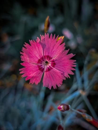 A vibrant pink flower, set against a blurred, dark background of foliage. The flower is the central focus, sharply defined, with numerous deeply fringed petals radiating outwards from a darker, reddish-purple center. Below the main flower, is an unopened flower bud, also a deep pink with hints of purple. The background is a soft blur of greens, blues, and some warmer, lighter tones.