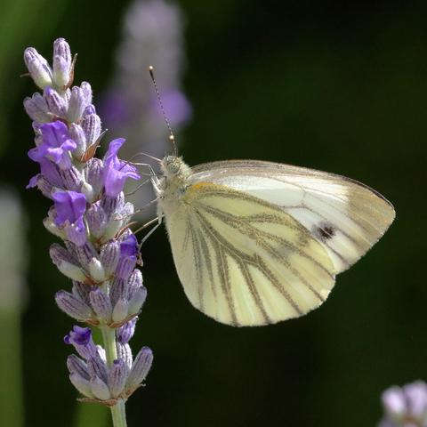 Piéride du Navet 
Pieris napi