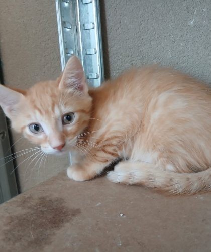 chaton roux appeuré