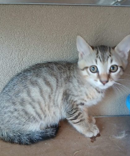 chaton tigré apeuré